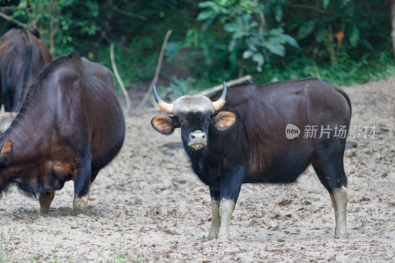 动物:小群野牛，也被称为印度野牛(Bos gaurus)